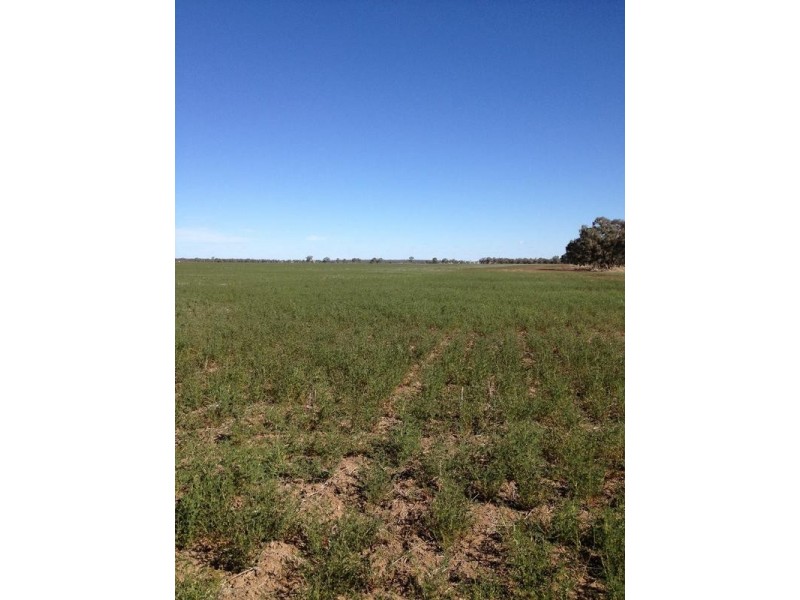 Ramalis Road, Thallon QLD 4497