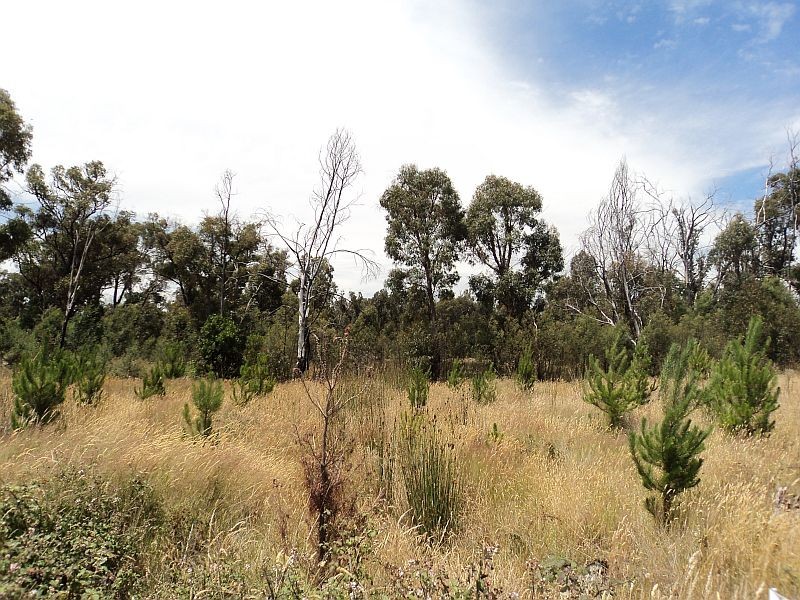 Lot 18 Porters Lane, Scarsdale VIC 3351