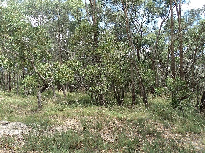 Lot 11 Burdett Street, Smythesdale VIC 3351