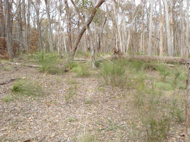 Lot 17 Woodland Drive, Scarsdale VIC 3351