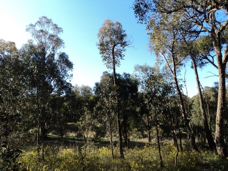 423 Dalgleishs Road, Beaufort VIC 3373