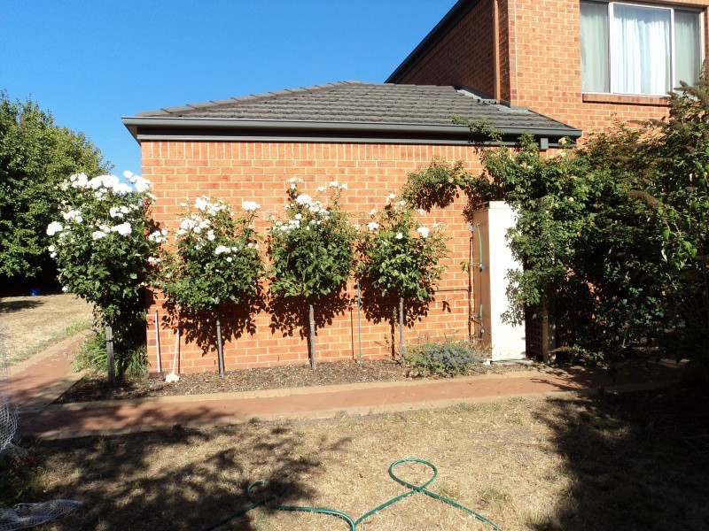 7 Cottesloe Place, Alfredton VIC 3350