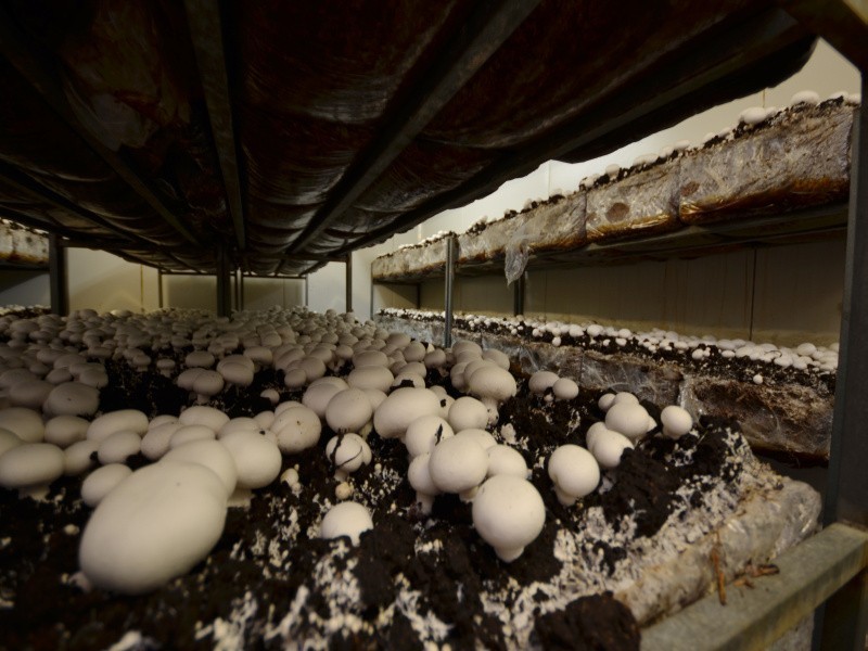 Smythes Creek VIC 3351