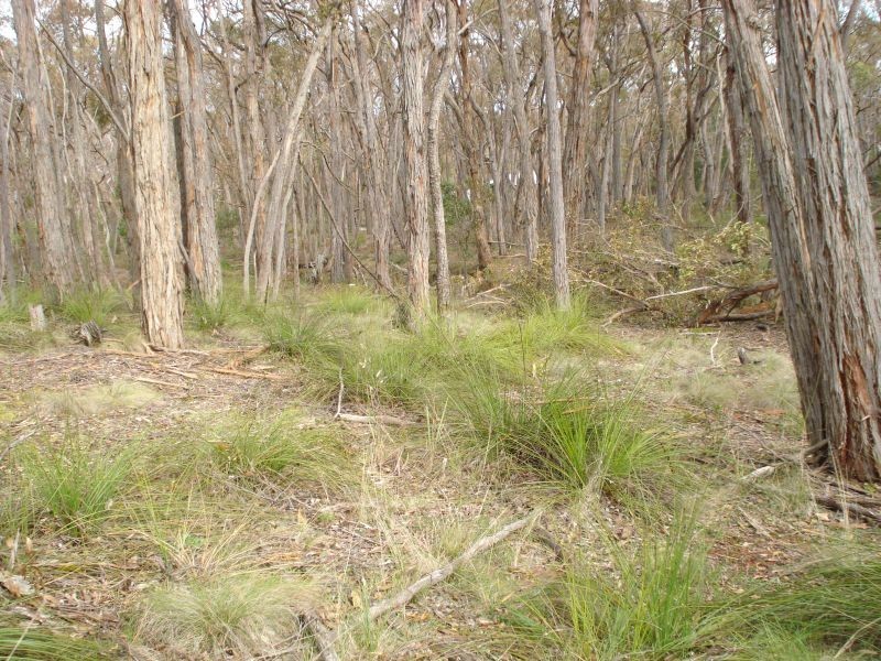 Lot 17 Woodland Drive, Scarsdale VIC 3351