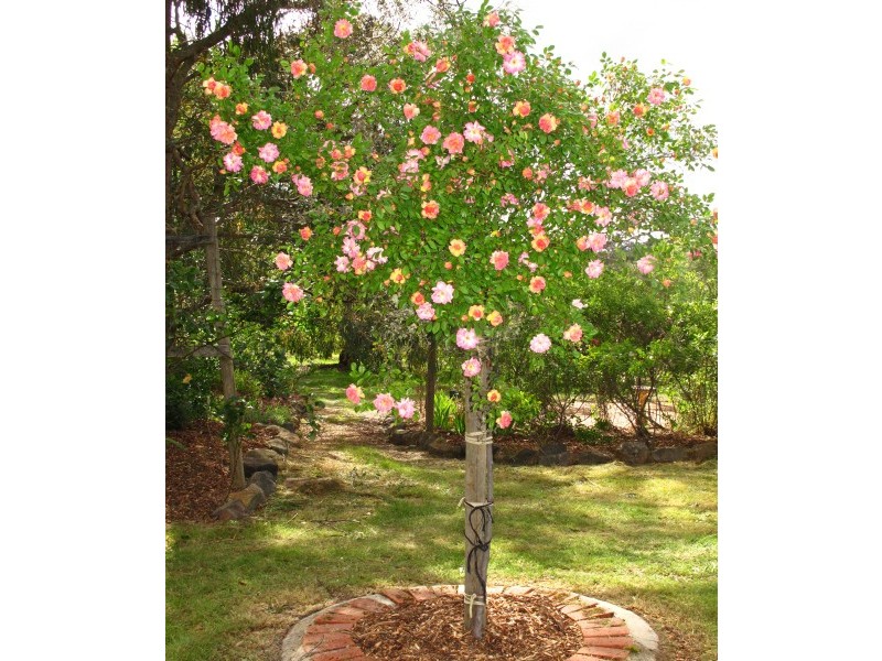 55 Spratlings Road, Ross Creek VIC 3351