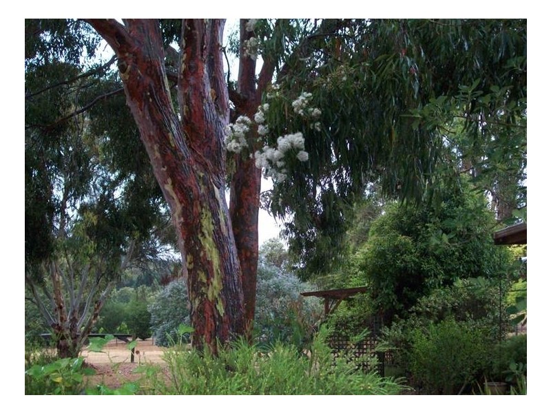 121 Gear Avenue, Mount Helen VIC 3350