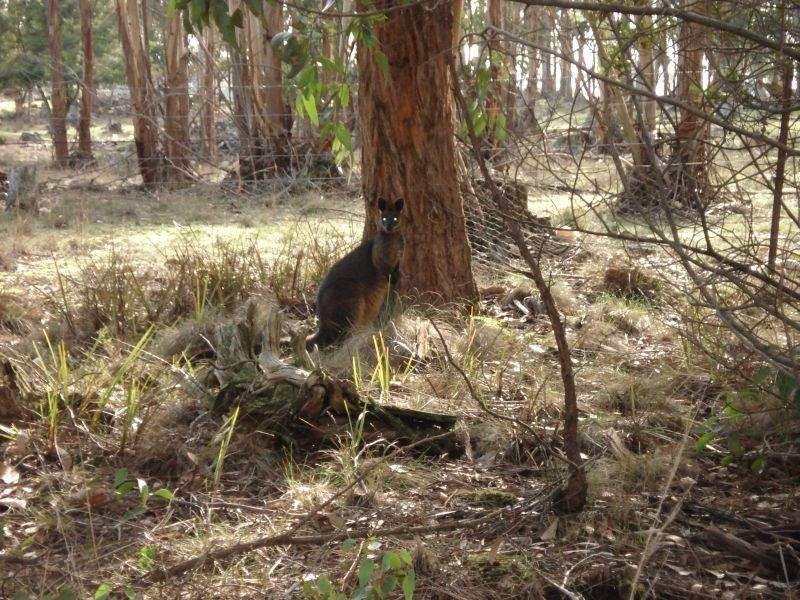 Lot 14,  Miners Hut Road, Haddon VIC 3351