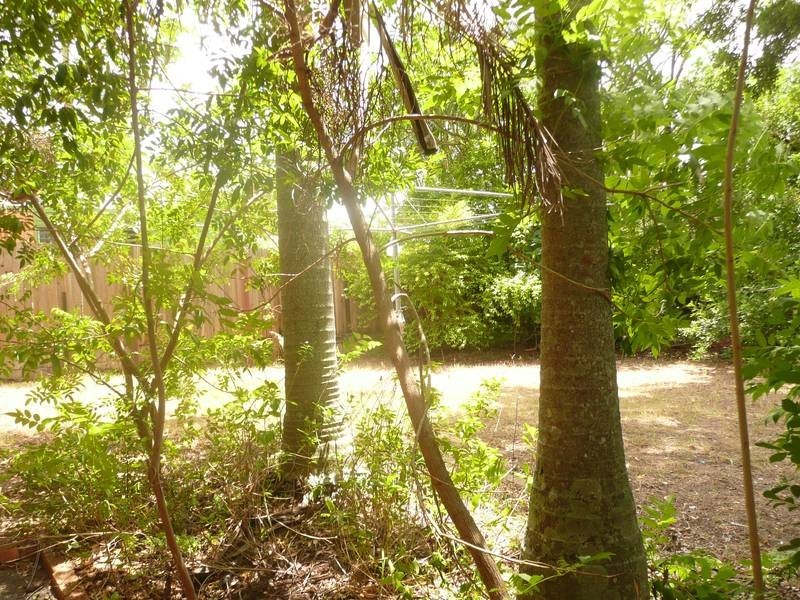 105 Burbong Street, Chapel Hill QLD 4069