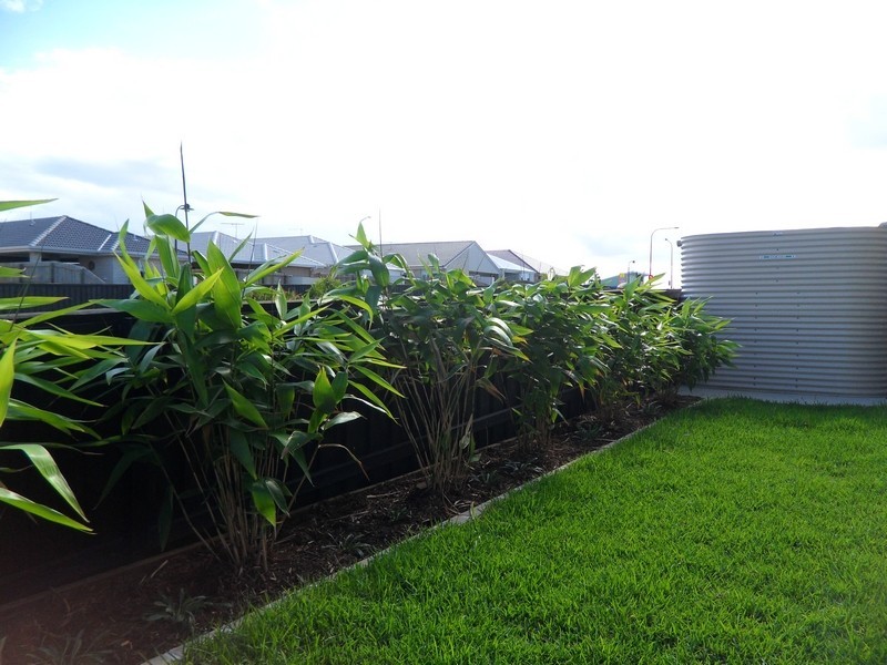 72 Daintree Circuit, North Lakes QLD 4509