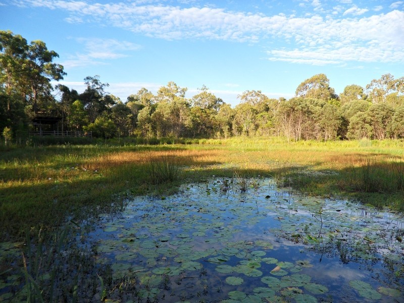 20 Whitecedar Street, North Lakes QLD 4509