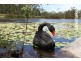 43 Wallaroo Circuit, North Lakes QLD 4509