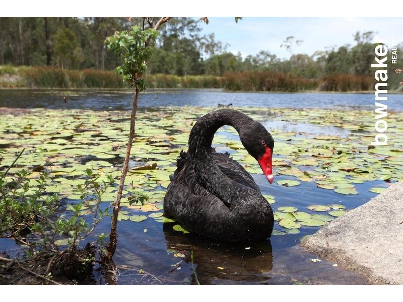 43 Wallaroo Circuit, North Lakes QLD 4509