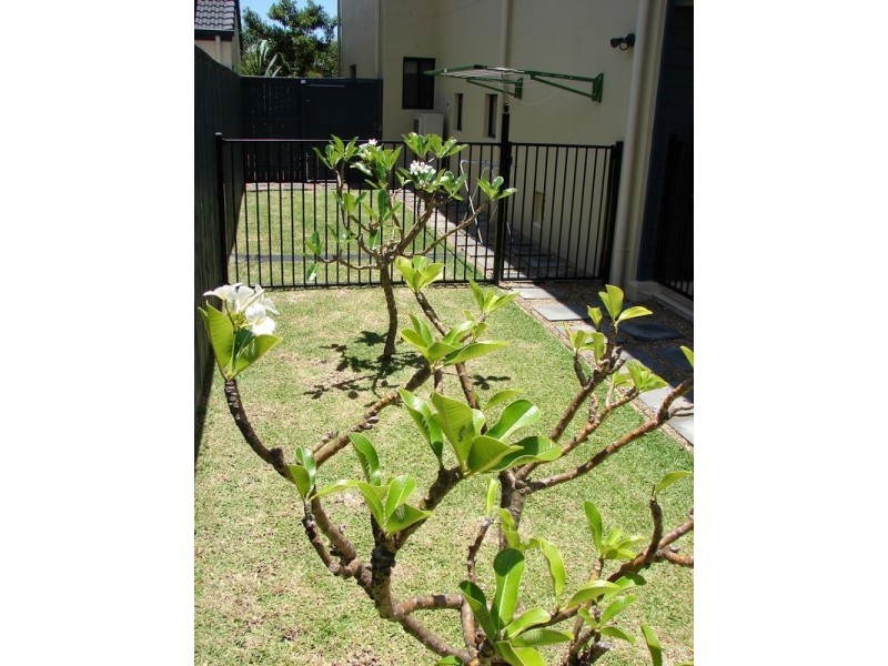 12 Lacebark Street, North Lakes QLD 4509