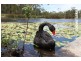 21 Wallaroo Circuit, North Lakes QLD 4509