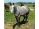 Bushfield VIC 3281