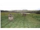 Glenthompson VIC 3293