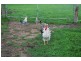 Glenthompson VIC 3293