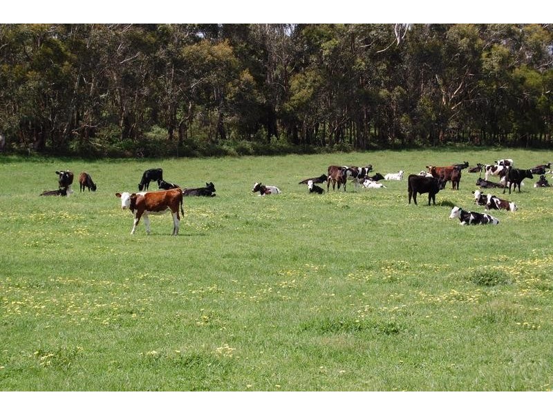 861 Swans Rd, Naringal VIC 3277