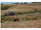 Hawkesdale VIC 3287