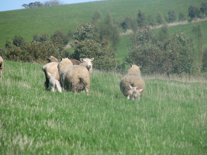 Warrnambool VIC 3280