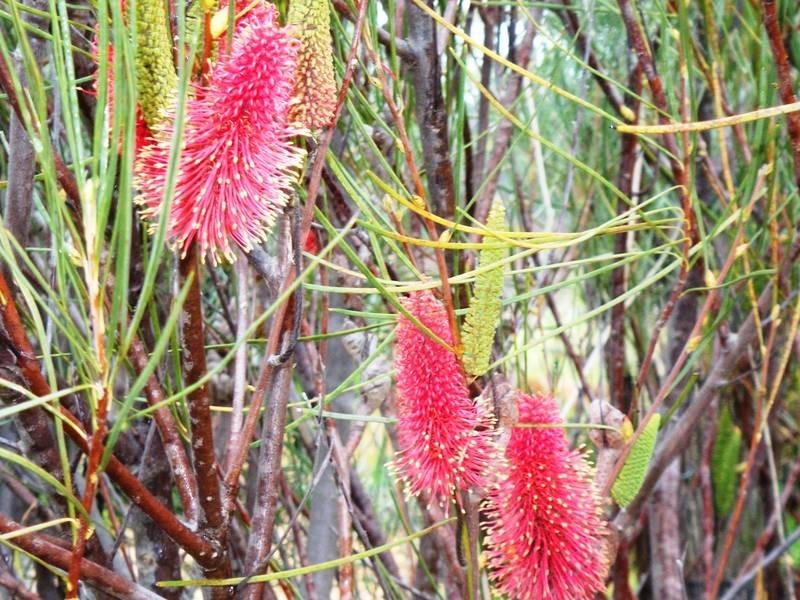 1309 Nettleton Road, Jarrahdale WA 6124