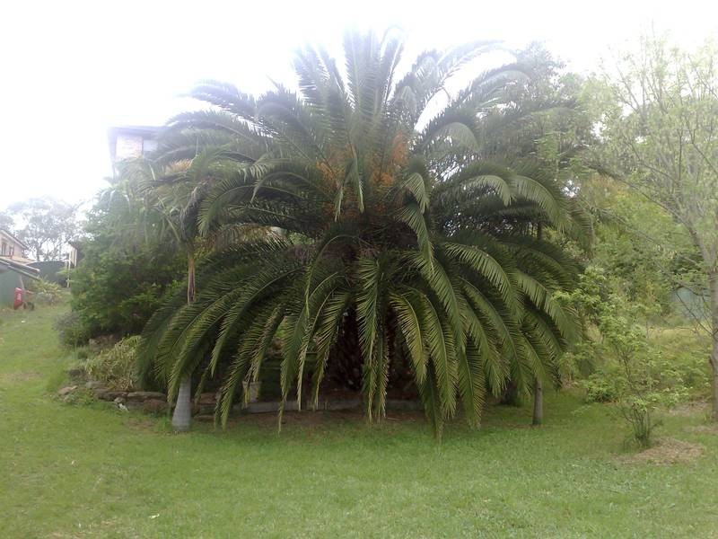 Mount Pritchard NSW 2170