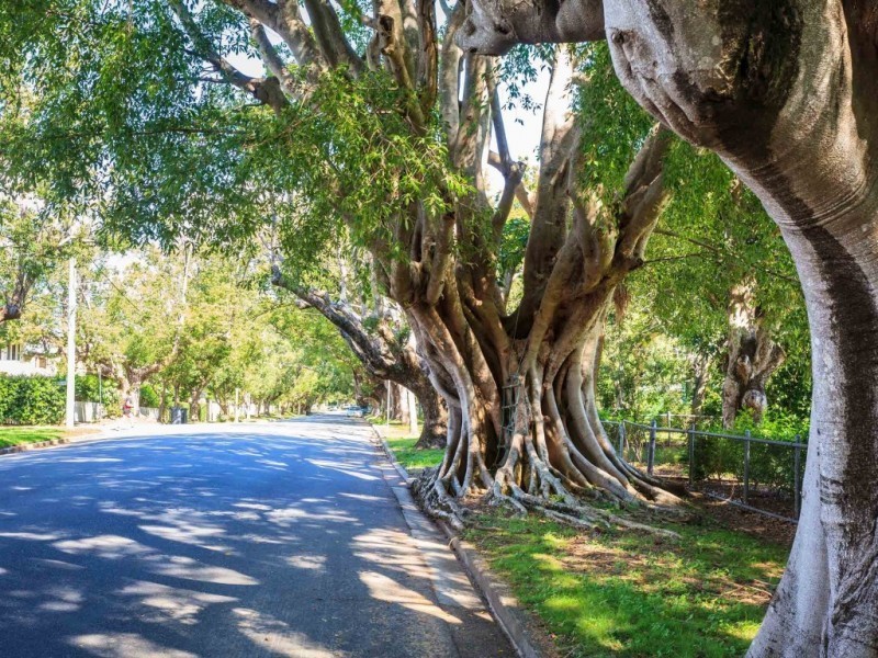 60 Laurel Avenue, Chelmer QLD 4068