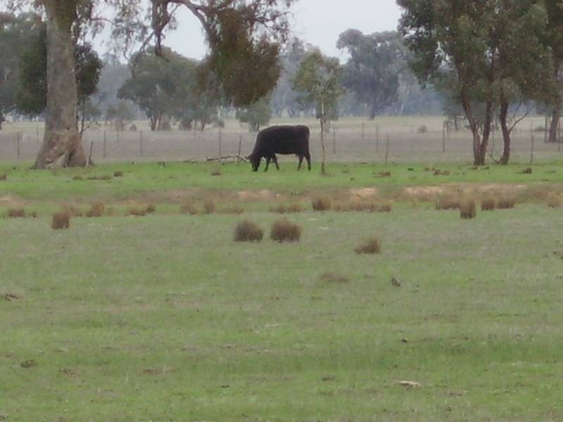 Bundalong South VIC 3730
