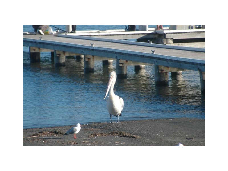 131 Dobell Drive, Wangi Wangi NSW 2267