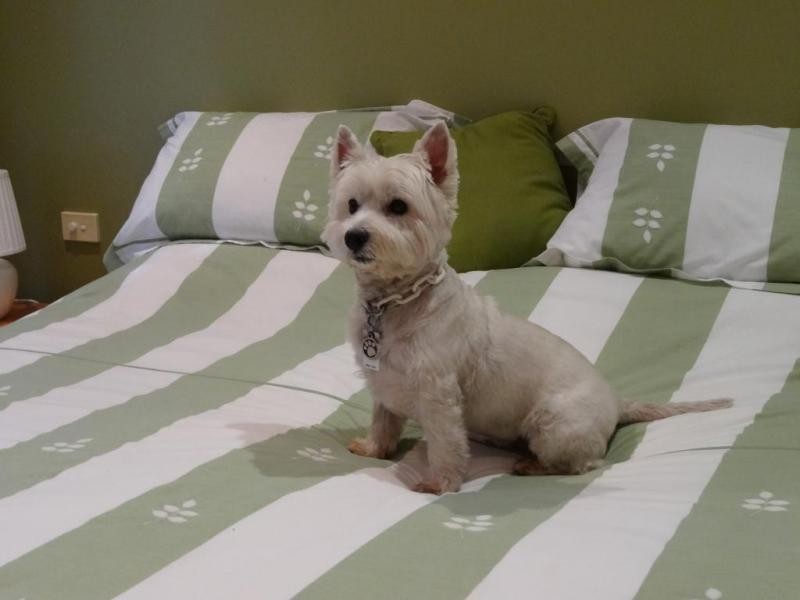 23 Hansen Place, Shortland NSW 2307