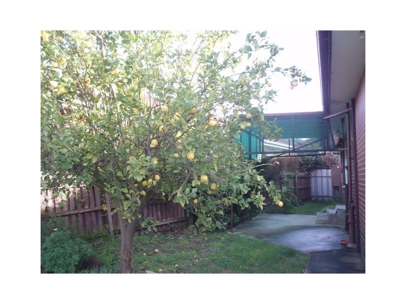 12 Edgewood Avenue, Burwood East VIC 3151