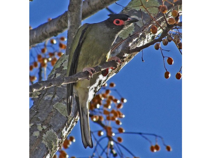 1 Fitzgerald Street, Windsor NSW 2756