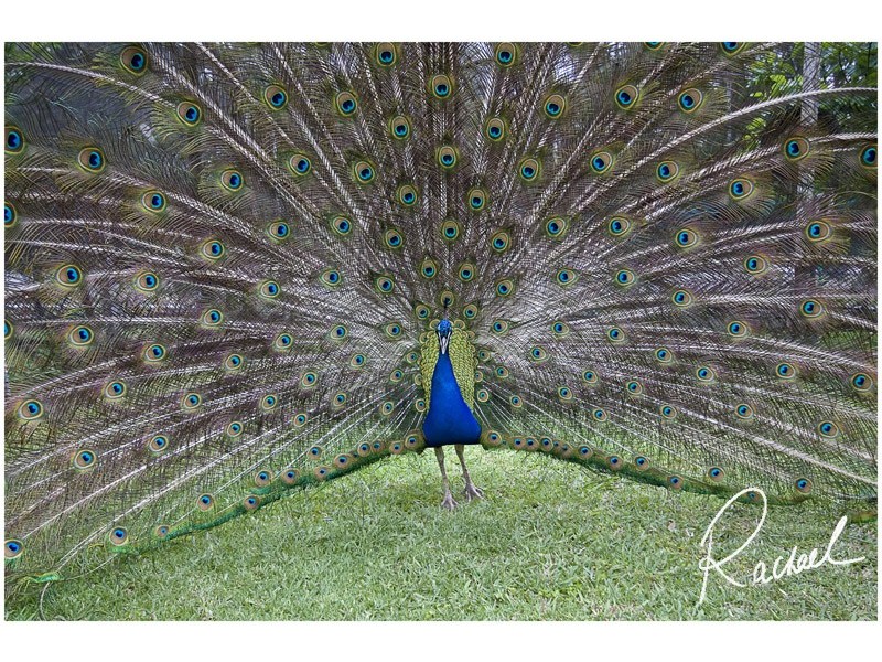 5 Threlkeld Drive, Cattai NSW 2756