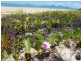 67 Sims Esplanade, Yorkeys Knob QLD 4878