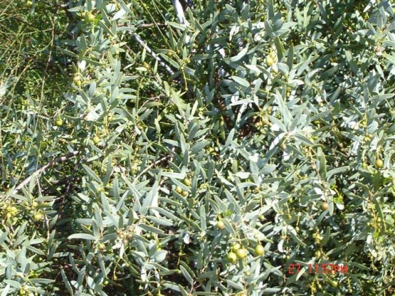 Lot 964,  Dobaderry Road, Beverley WA 6304