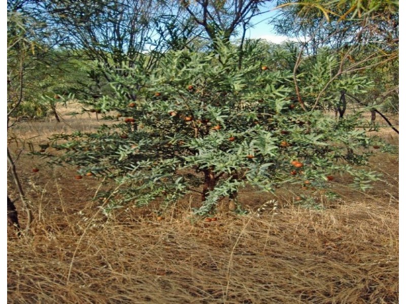 Lot 964,  Dobaderry Road, Beverley WA 6304