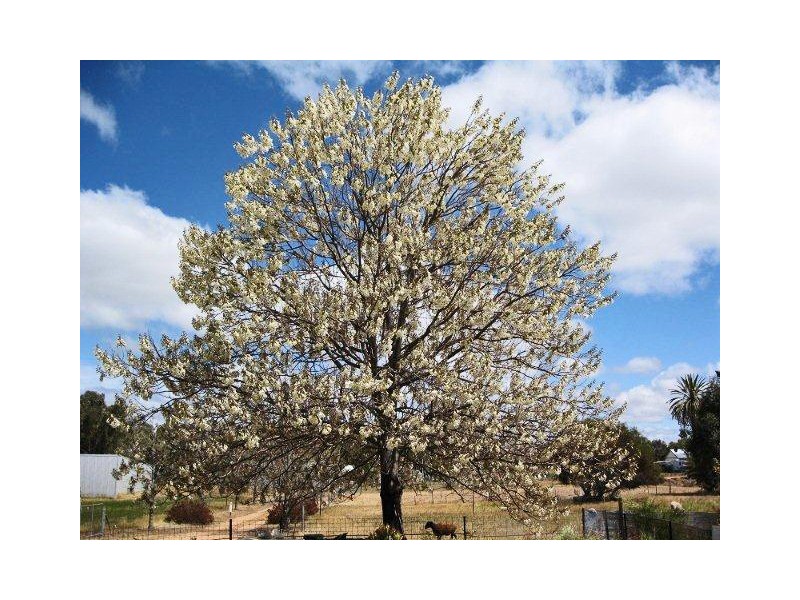 86 Brooking Street, Beverley WA 6304