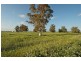 Lot 4545,  Fiegert Road, Cunderdin WA 6407