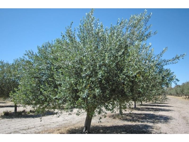 Lot 1278,  Kokendin, Beverley WA 6304