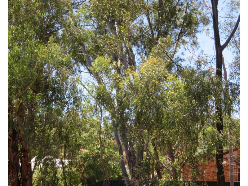 Lot 831, 28 Georgiana Street, York WA 6302