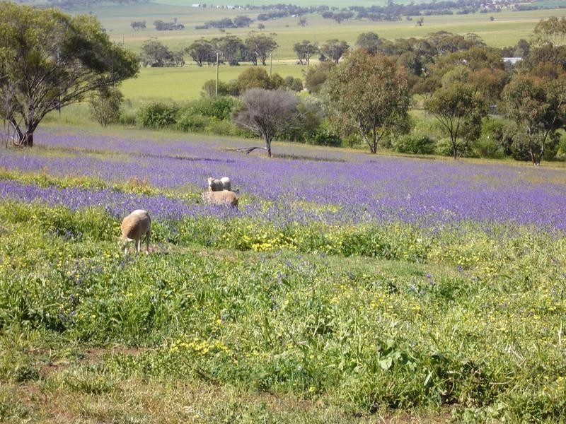 125 Attfield Road, York WA 6302