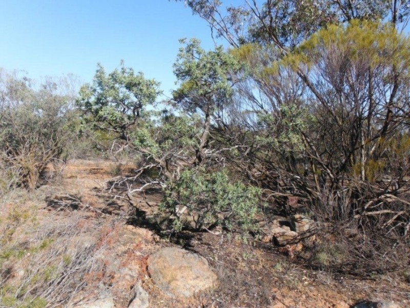 10189 Koorda-Bullfinch Road, Chandler, Mukinbudin WA 6479