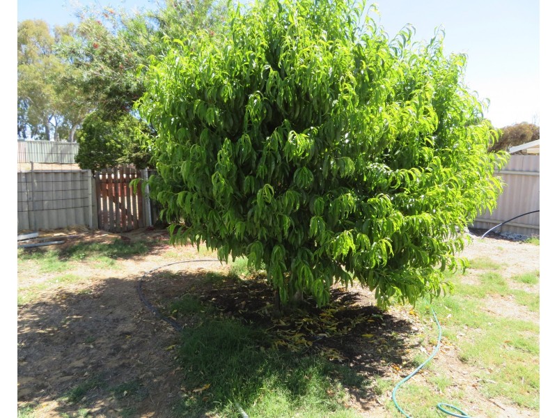 Lot 206, 33 Goldfields Road, Dowerin WA 6461