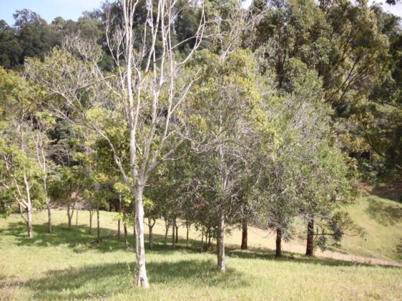1 Spitfire Lane, Cooroy QLD 4563