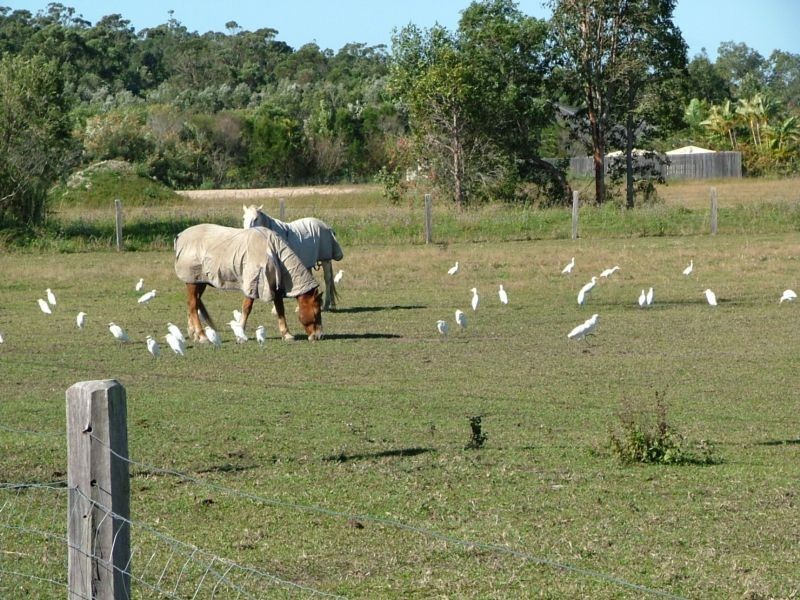 39 Eucalypt Way, Cootharaba QLD 4565