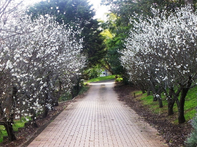 6 Roderic Court, Toowoomba QLD 4350