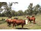 1026 Boundary Street, Drayton QLD 4350