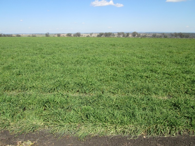 1 Fairfield Road, Warialda NSW 2402