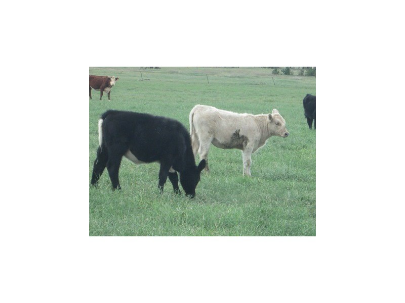 1 River Road, Pallamallawa NSW 2399