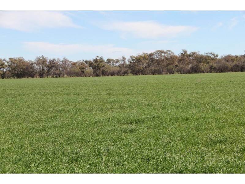 1 Mungindi Road, Thallon QLD 4497